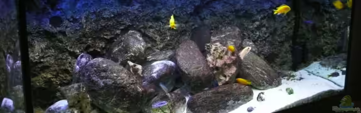 Becken 14272 von tenebroso