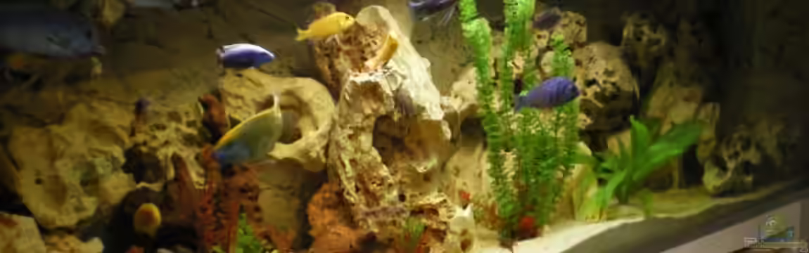 Becken 14301 von Manuel Eichinger