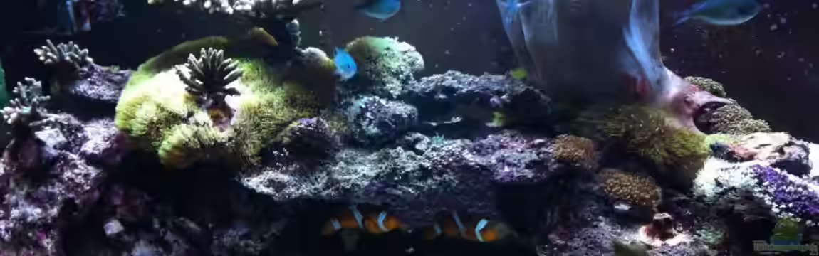 Becken 14360 von tigger69