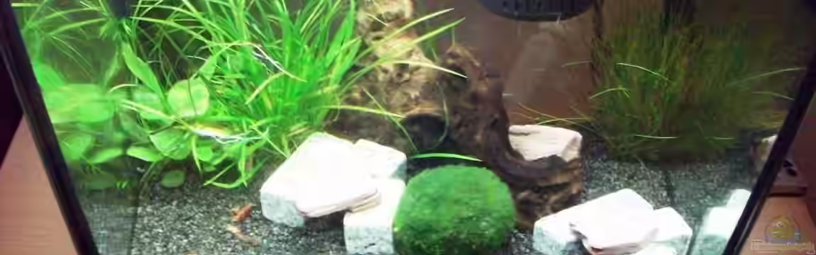 Becken 14371 von StefanW76