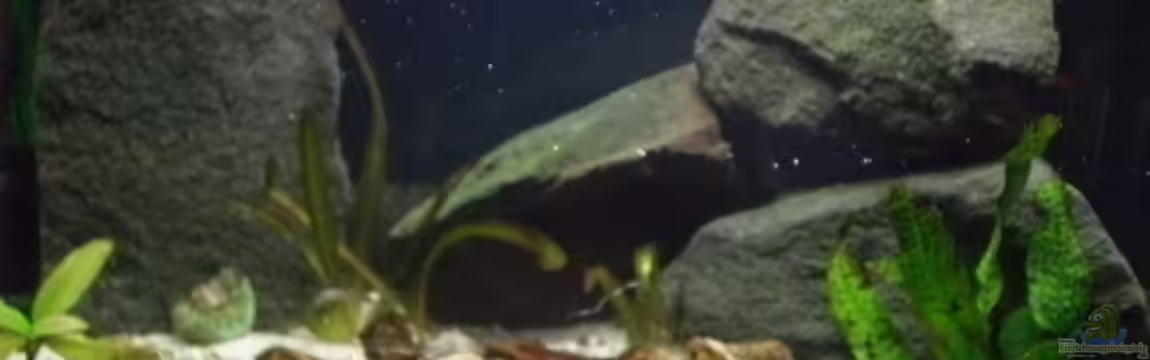 Becken 14375 von FABI