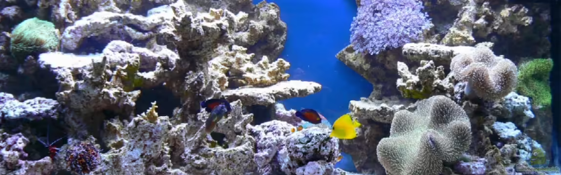 Becken 14382 von Klaus M.