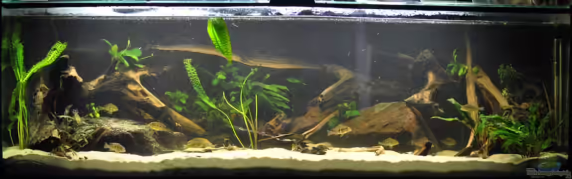 Becken 14383 von Leo G.