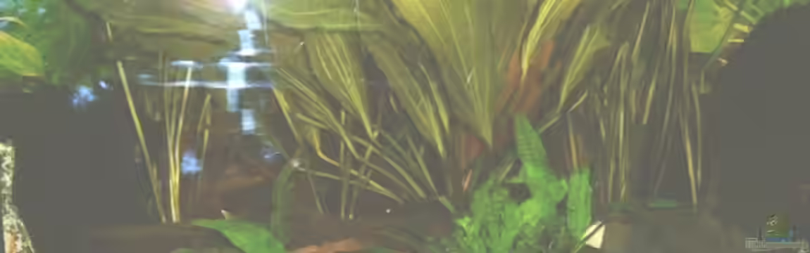 Becken 1442 von Emmy Bergmann