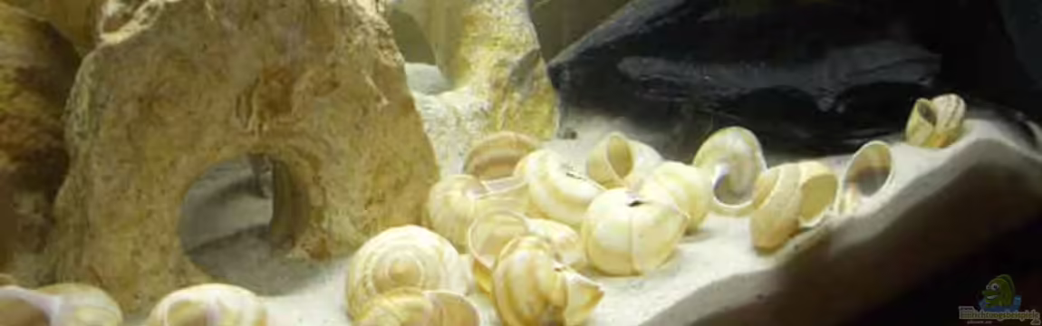 Becken 1446 von Eric Sautner