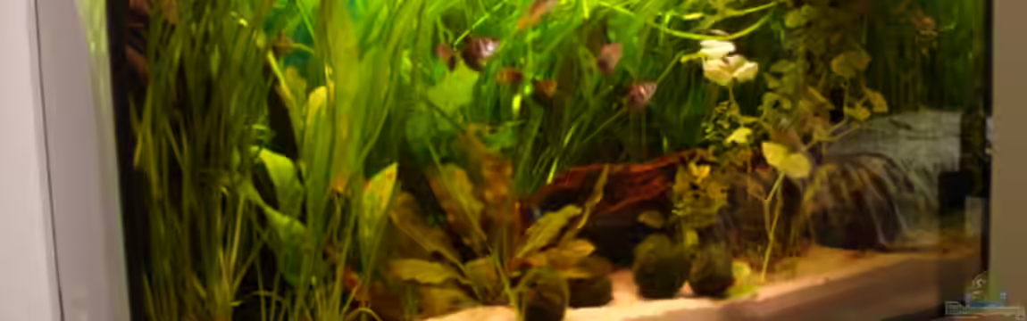 Becken 1454 von Hendrik