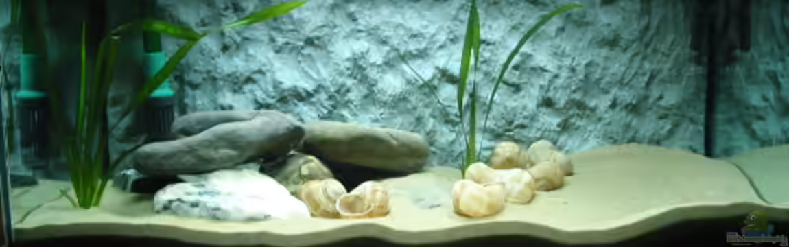 Becken 1458 von Ronald Müller