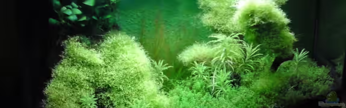 Becken 14582 von Patric