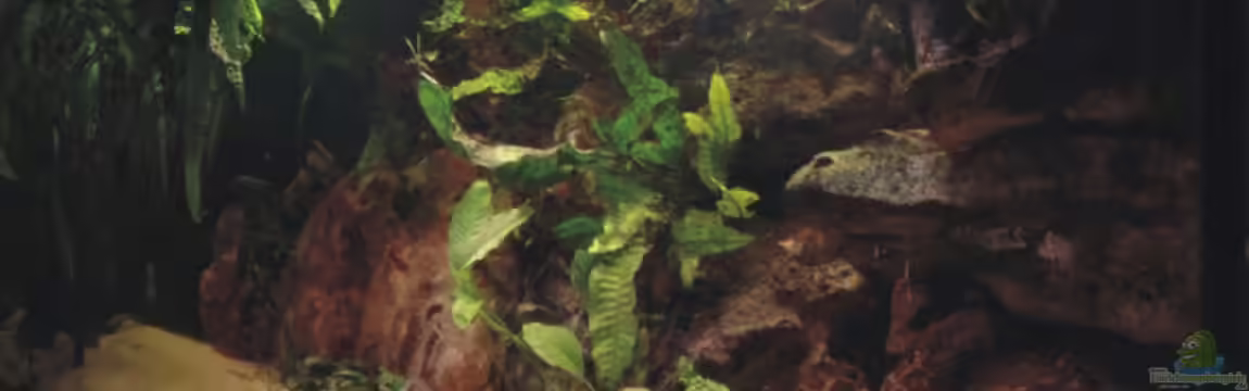 Becken 1465 von Timo Köhler