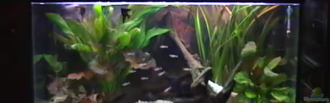 Becken 14677 von Stanley Weinhold