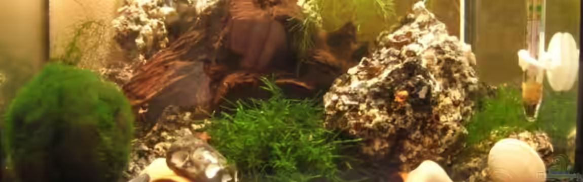 Becken 1468 von Christian Lüttig