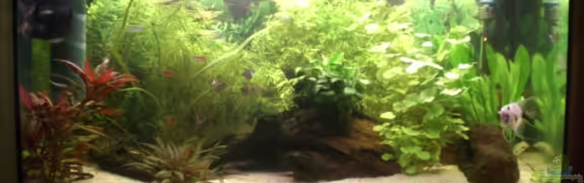 Becken 14680 von sambista