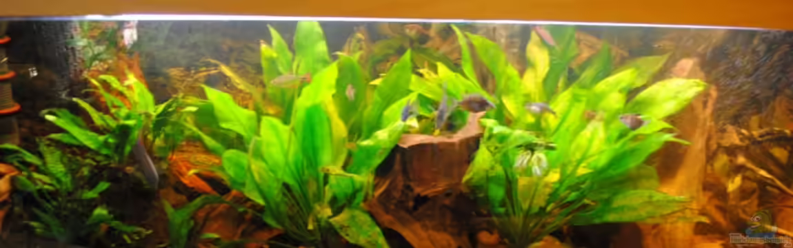 Becken 14683 von holzmichel