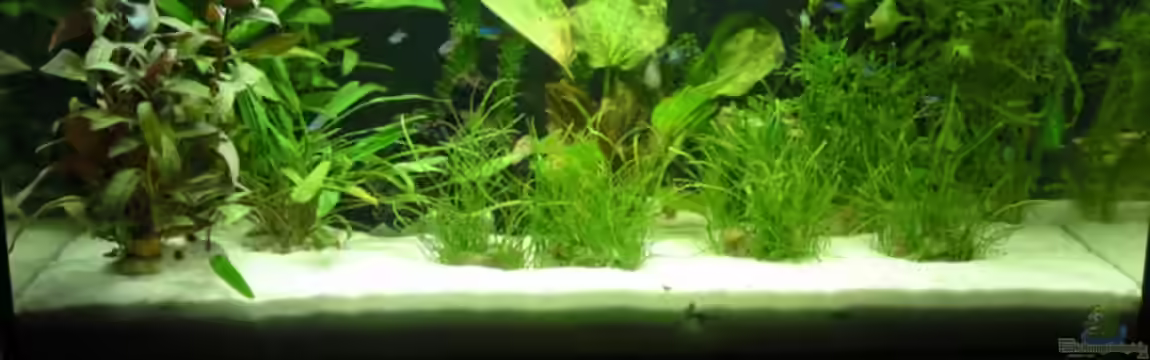 Becken 14701 von Rebel