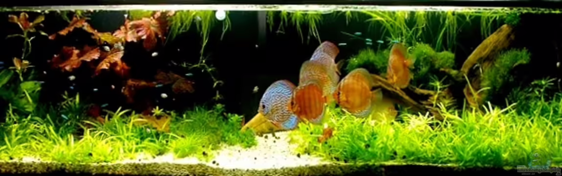 Becken 14709 von naitsabeS