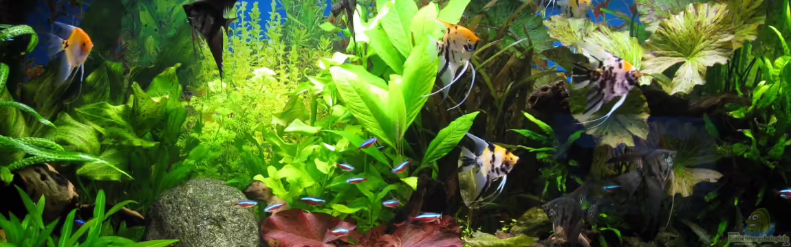 Becken 14729 von filou0809