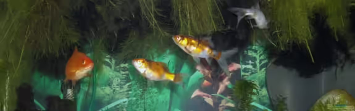 Becken 14739 von Uwe Rast