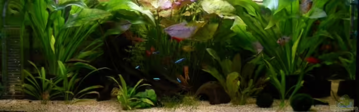 Becken 1476 von Christian Peuser