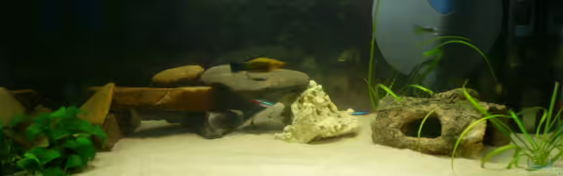 Becken 14764 von Franz Burkhardt