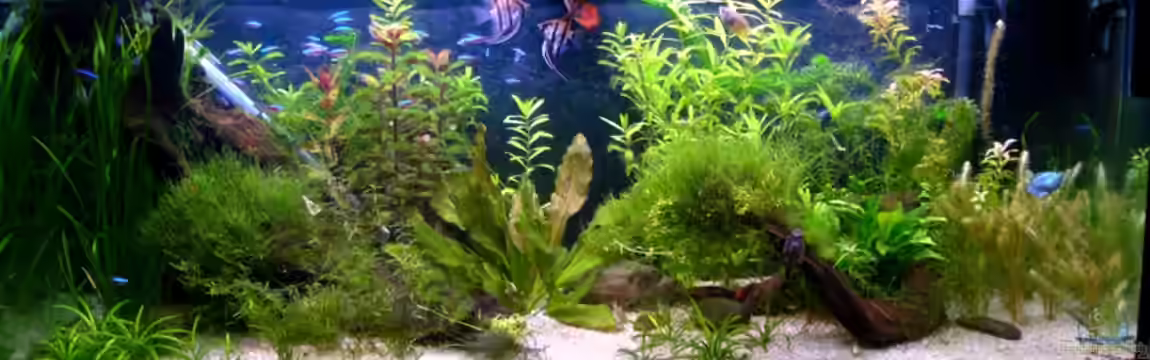 Becken 14806 von sharky81