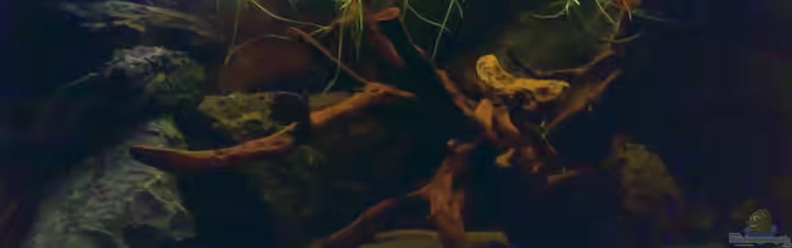 Becken 14830 von Northernlights