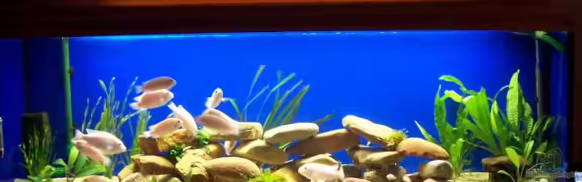 Becken 14859 von jens70