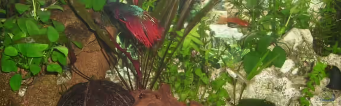 Becken 14860 von haase2