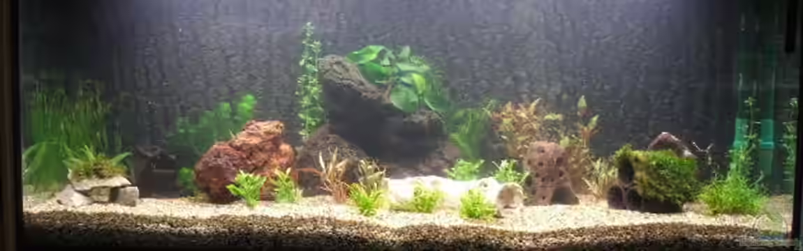 Becken 14881 von Tiger1309