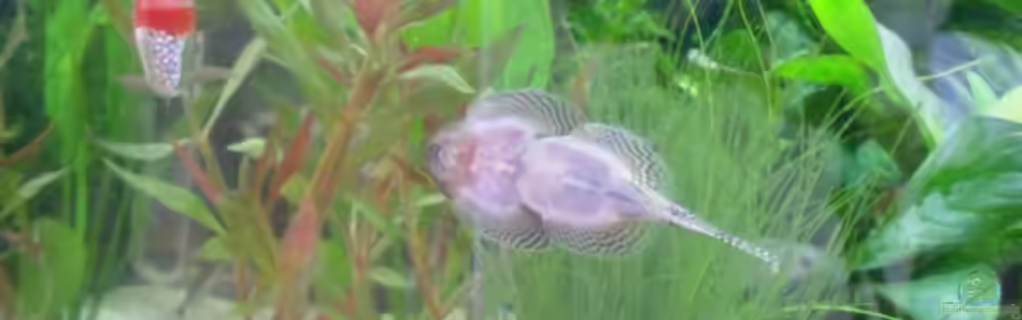 Becken 14898 von Ifi