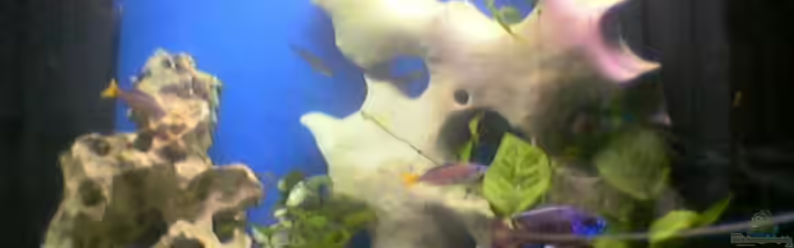 Becken 149 von Michael Mosch