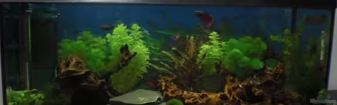 Becken 14906 von Christian Dorch