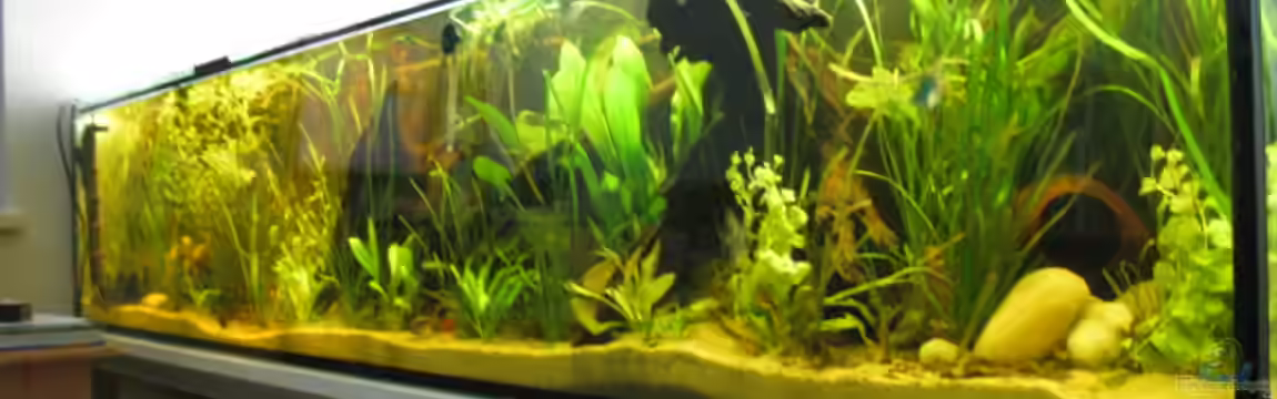 Becken 14936 von TomTomHbb