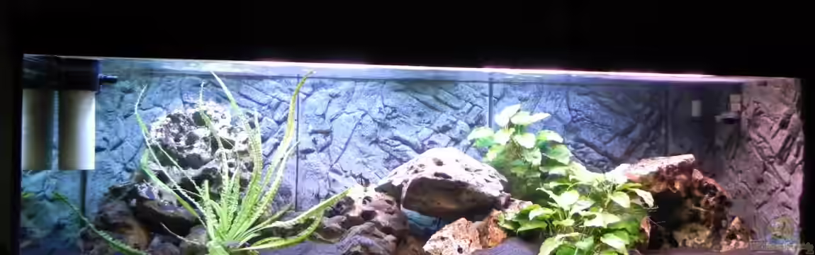 Becken 14942 von Max1