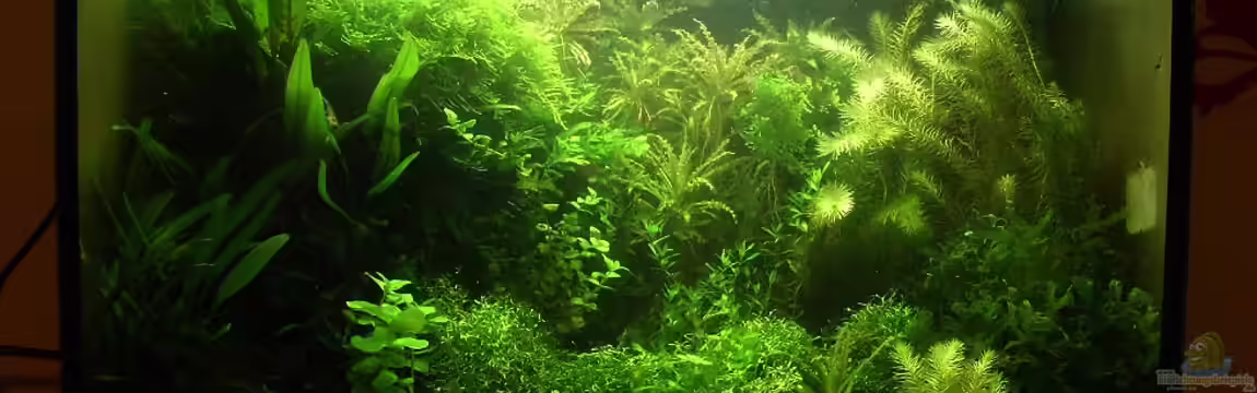 Becken 14952 von Eona