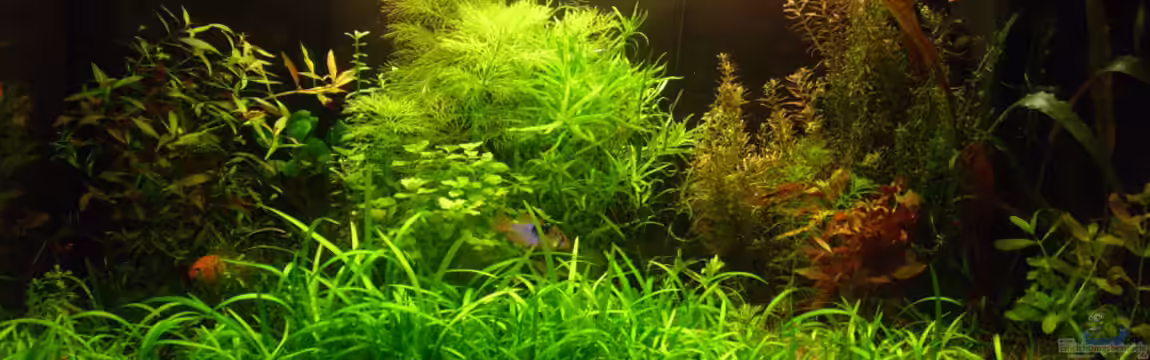 Becken 14956 von Eona