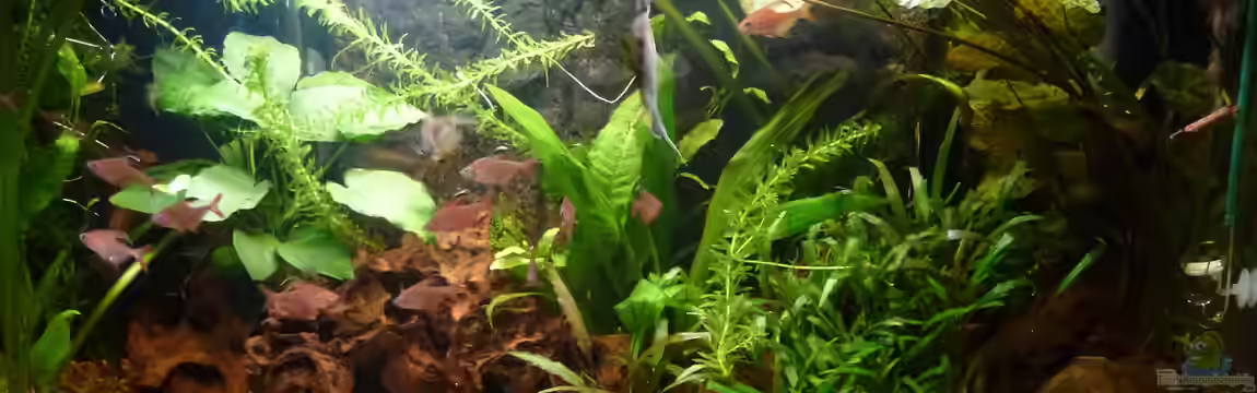 Becken 14982 von Mad Max