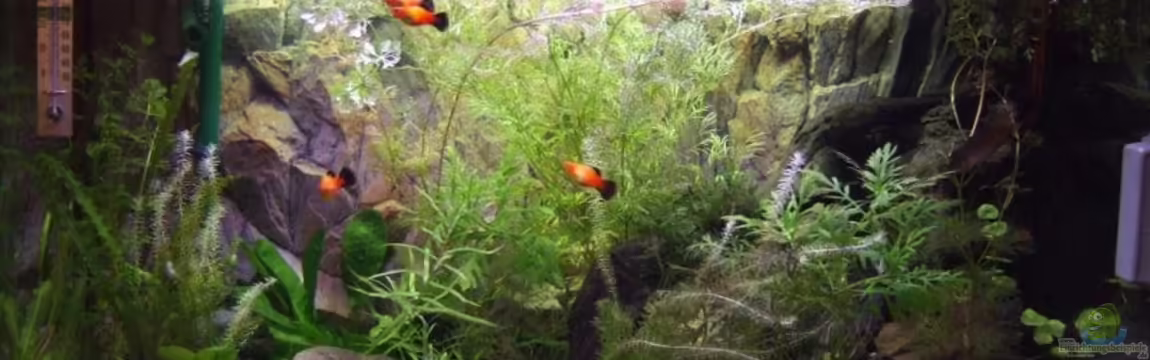 Becken 14997 von Thomas Burger