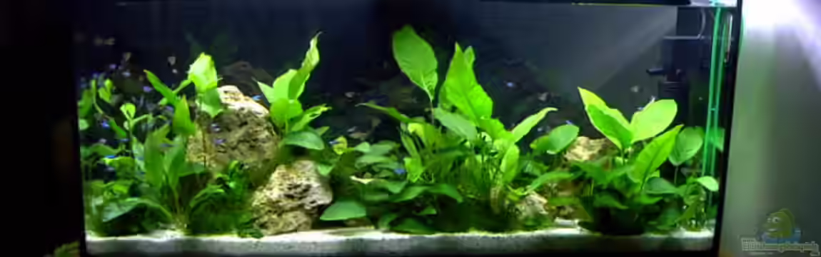 Becken 1501 von Gabriela Lang