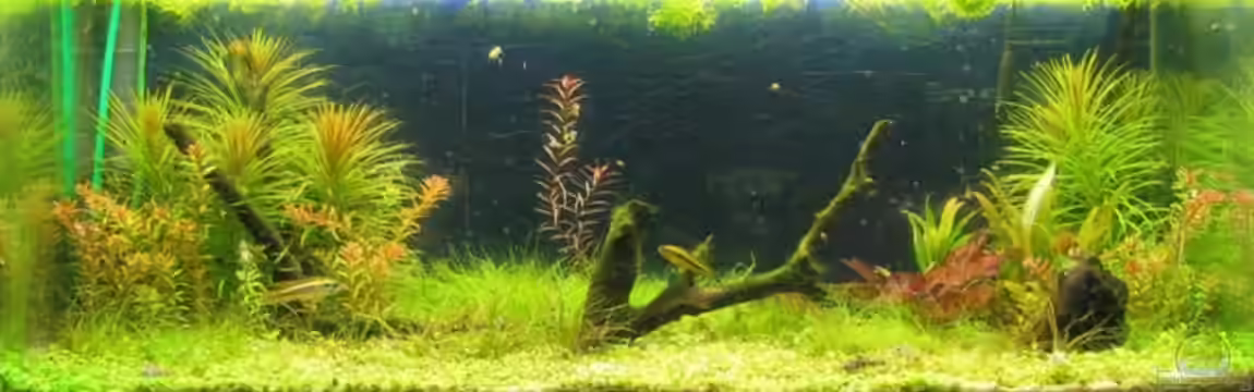 Becken 15038 von zing-wei