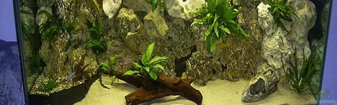 Becken 1505 von Michael Krauss