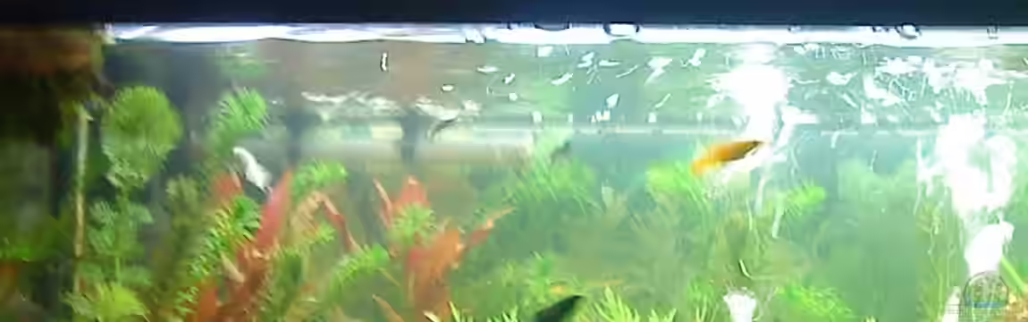 Becken 15052 von 160DaniL