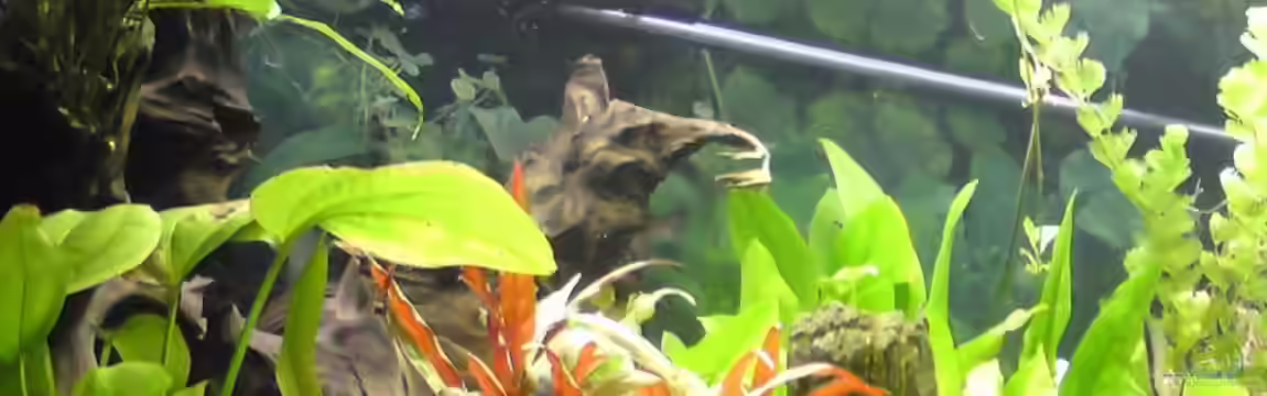 Becken 15081 von Chris Krabbe