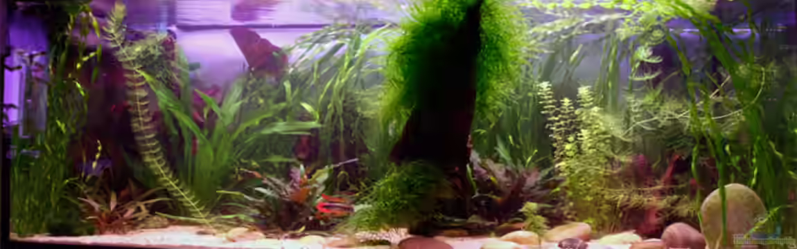 Becken 1509 von Heiko Oettert