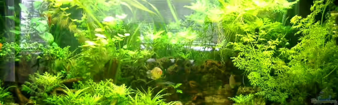 Becken 15092 von kihada