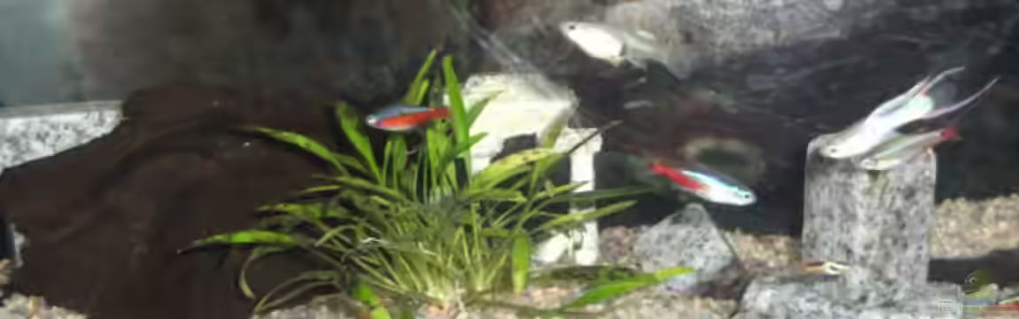 Becken 15139 von Christian Huber