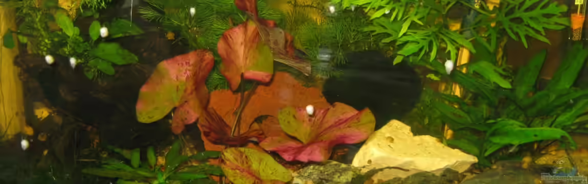 Becken 15147 von frank64