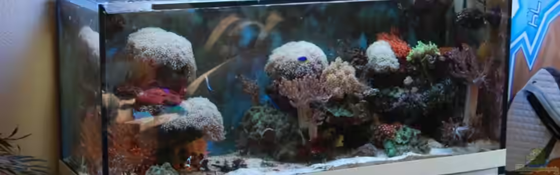 Becken 15157 von Björns aqua