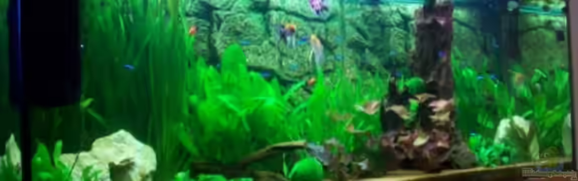 Becken 15187 von Andreas Zollmann