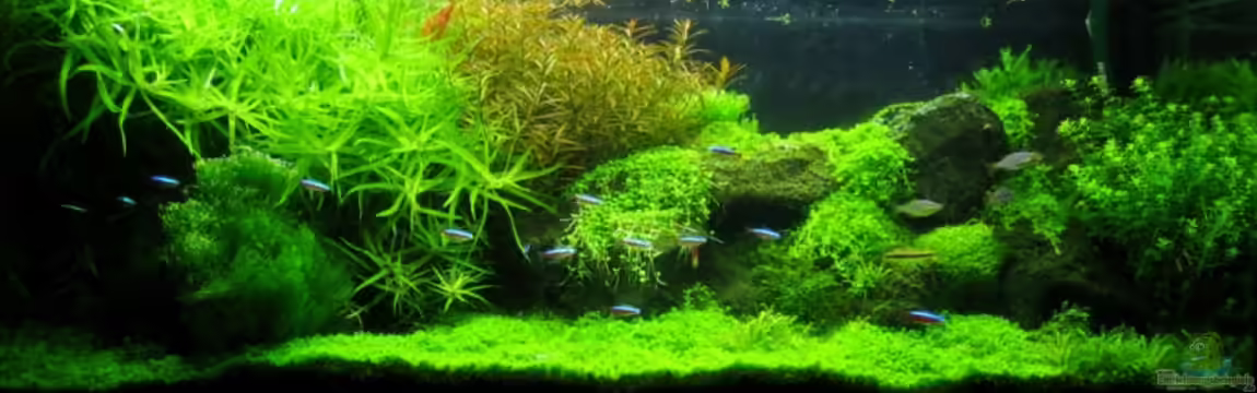 Becken 1521 von Andreas Beck