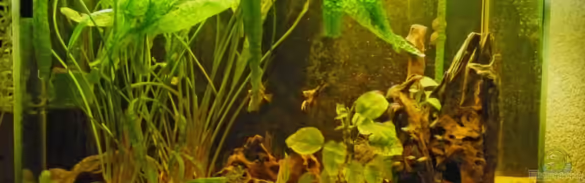 Becken 1522 von Monika Thiele